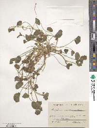 Trifolium subterraneum image