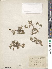 Trifolium subterraneum image