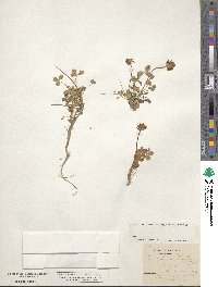 Trifolium thalii image