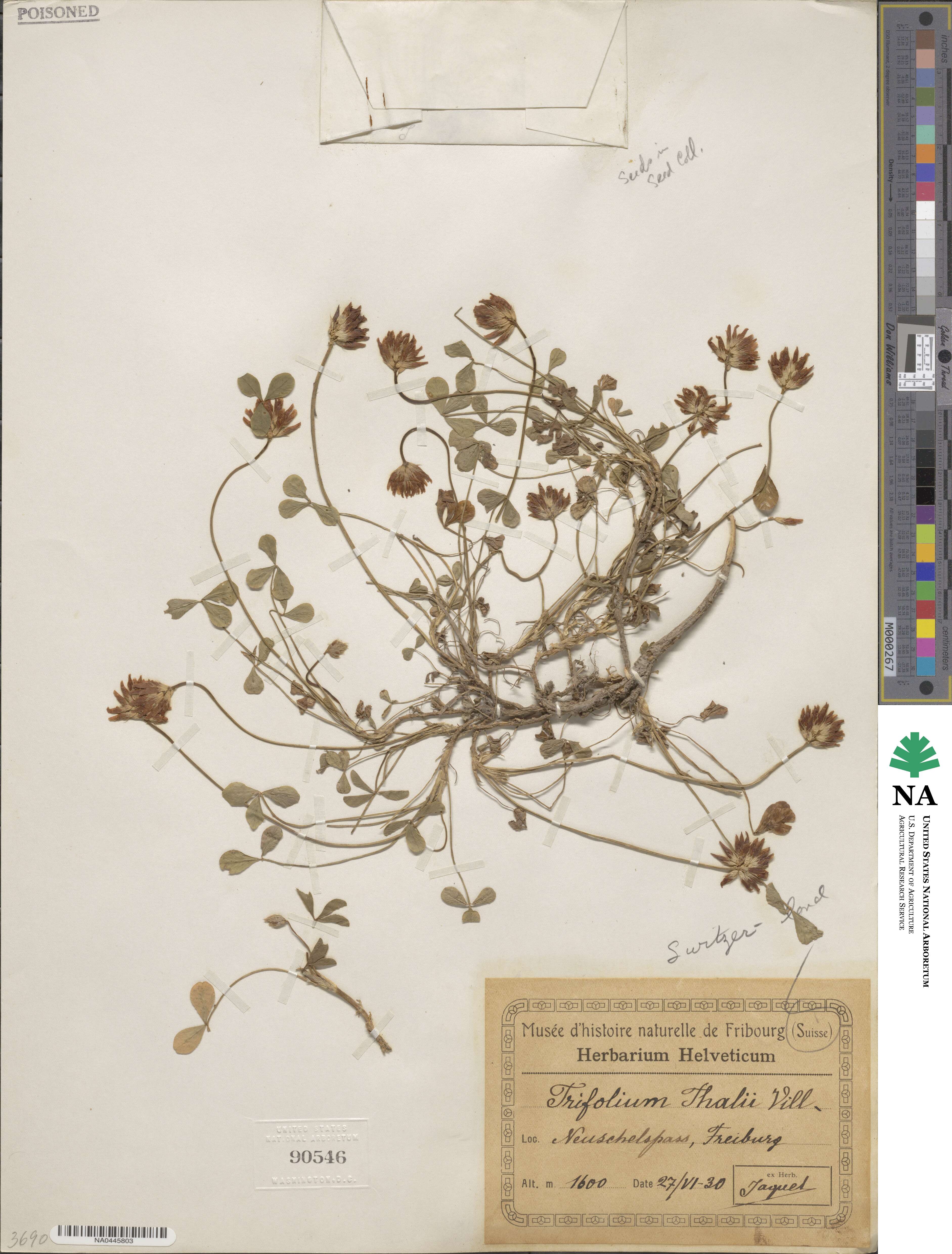 Trifolium thalii image