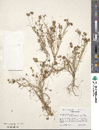 Trifolium tomentosum image