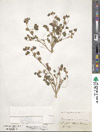 Trifolium tomentosum image