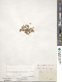 Trifolium tomentosum image