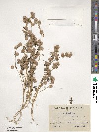 Trifolium tomentosum image