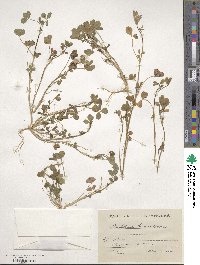 Trifolium tomentosum image