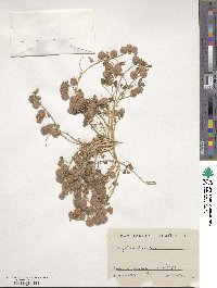 Trifolium tomentosum image