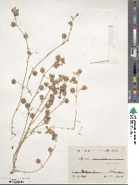 Trifolium tomentosum image