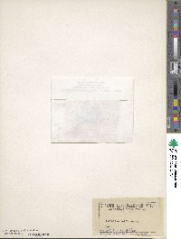 Trifolium uniflorum image