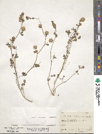 Trifolium vesiculosum image