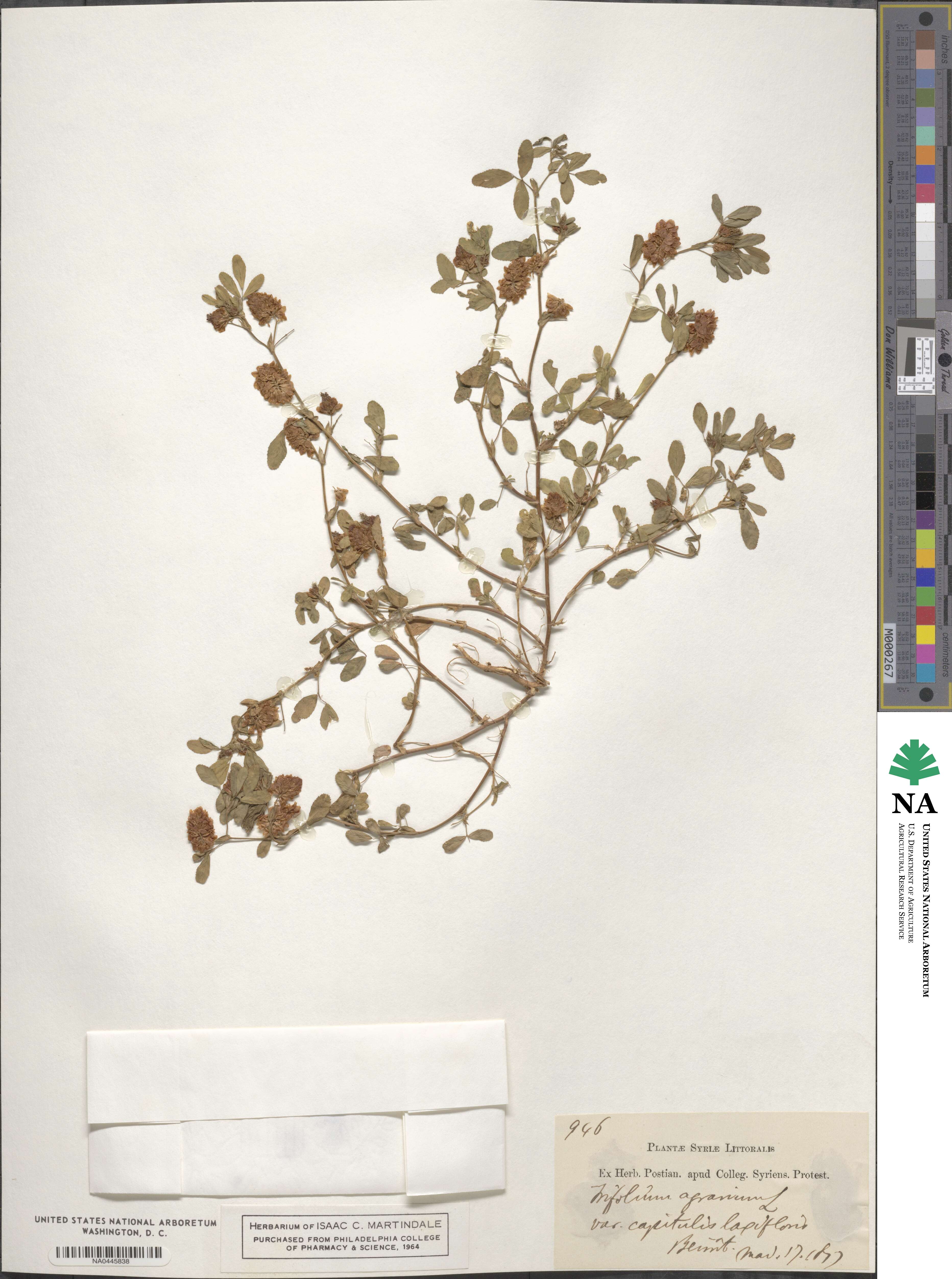 Trifolium aureum image