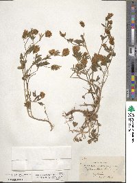 Trifolium alexandrium image