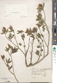 Trifolium alexandrium image