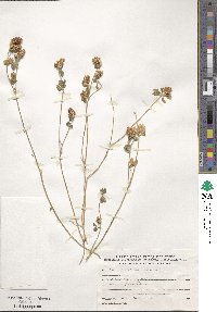 Trifolium argutum image