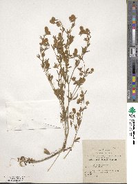 Trifolium arvense image