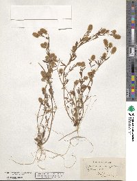 Trifolium arvense image