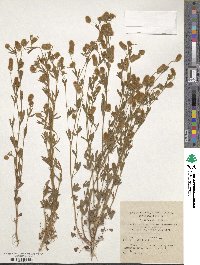 Trifolium arvense image