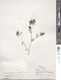 Trifolium campestre image