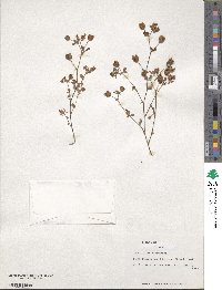 Trifolium campestre image