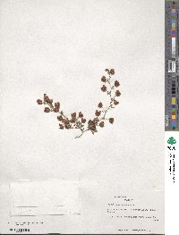 Trifolium campestre image