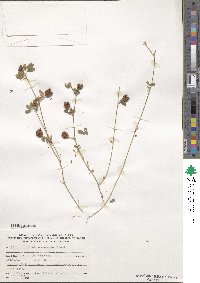 Trifolium campestre image