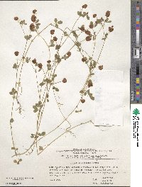 Trifolium campestre image