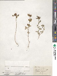 Trifolium campestre image