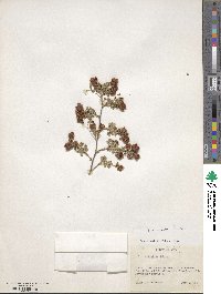 Trifolium campestre image