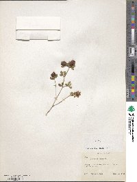 Trifolium campestre image