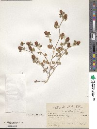 Trifolium campestre image