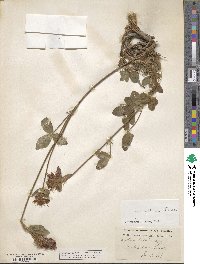 Trifolium ochroleucon subsp. ochroleucon image