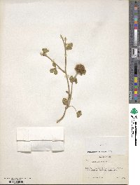 Trifolium cherleri image