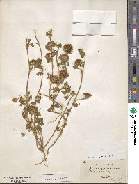 Trifolium cherleri image