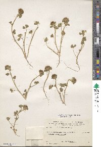 Trifolium cherleri image