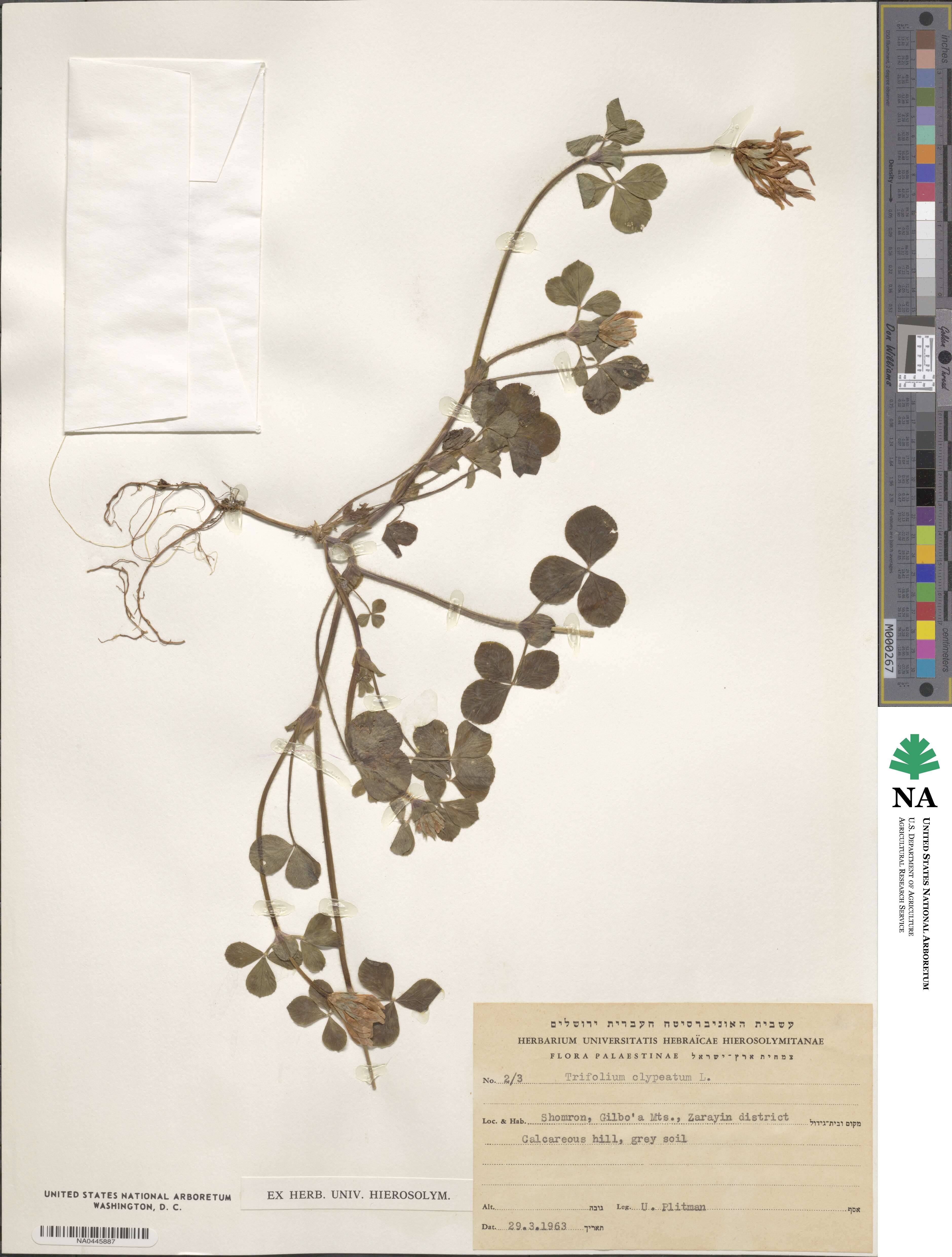 Trifolium clypeatum image