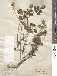 Trifolium clypeatum image