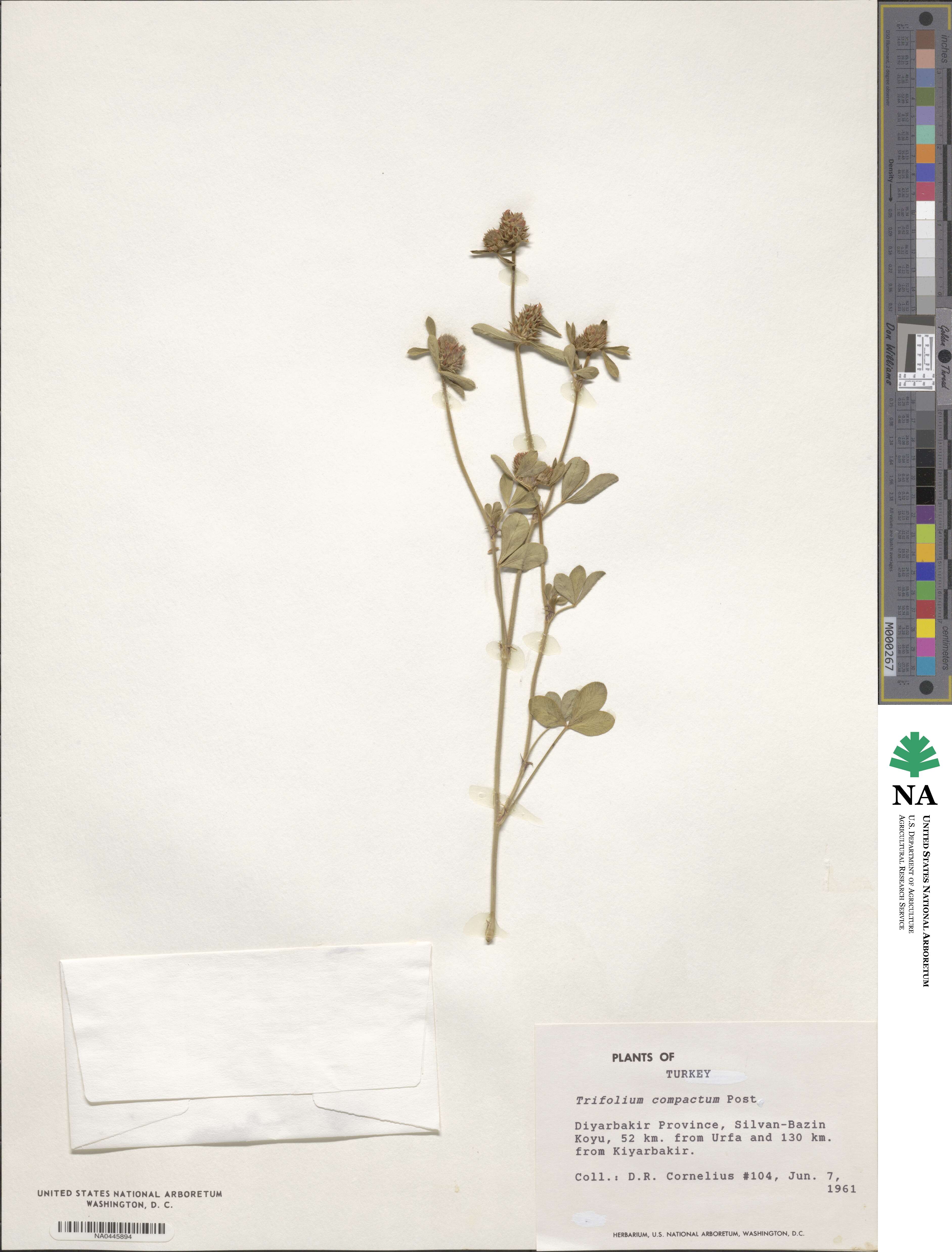 Trifolium lucanicum image