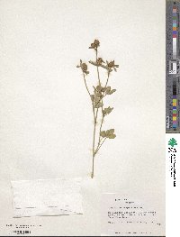 Trifolium lucanicum image