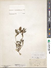 Trifolium dasyurum image