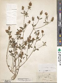 Trifolium constantinopolitanum image