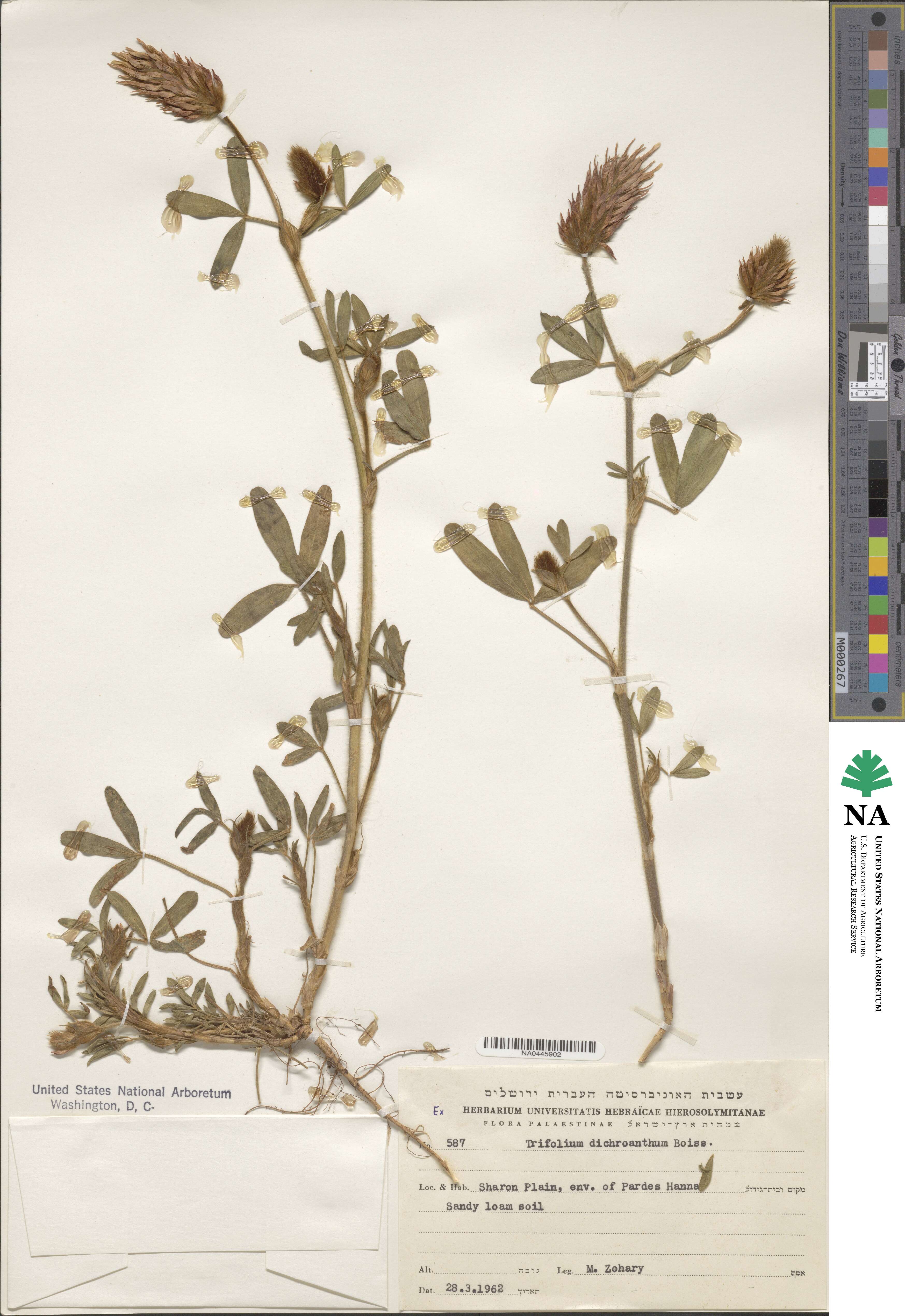 Trifolium dichroanthum image