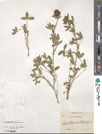 Trifolium diffusum image