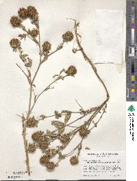 Trifolium diffusum image