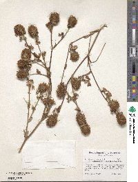 Trifolium diffusum image