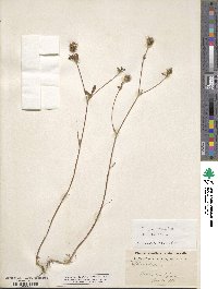 Trifolium echinatum image