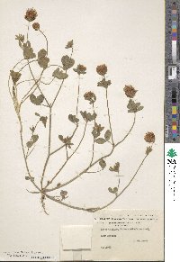 Trifolium echinatum var. carmelii image