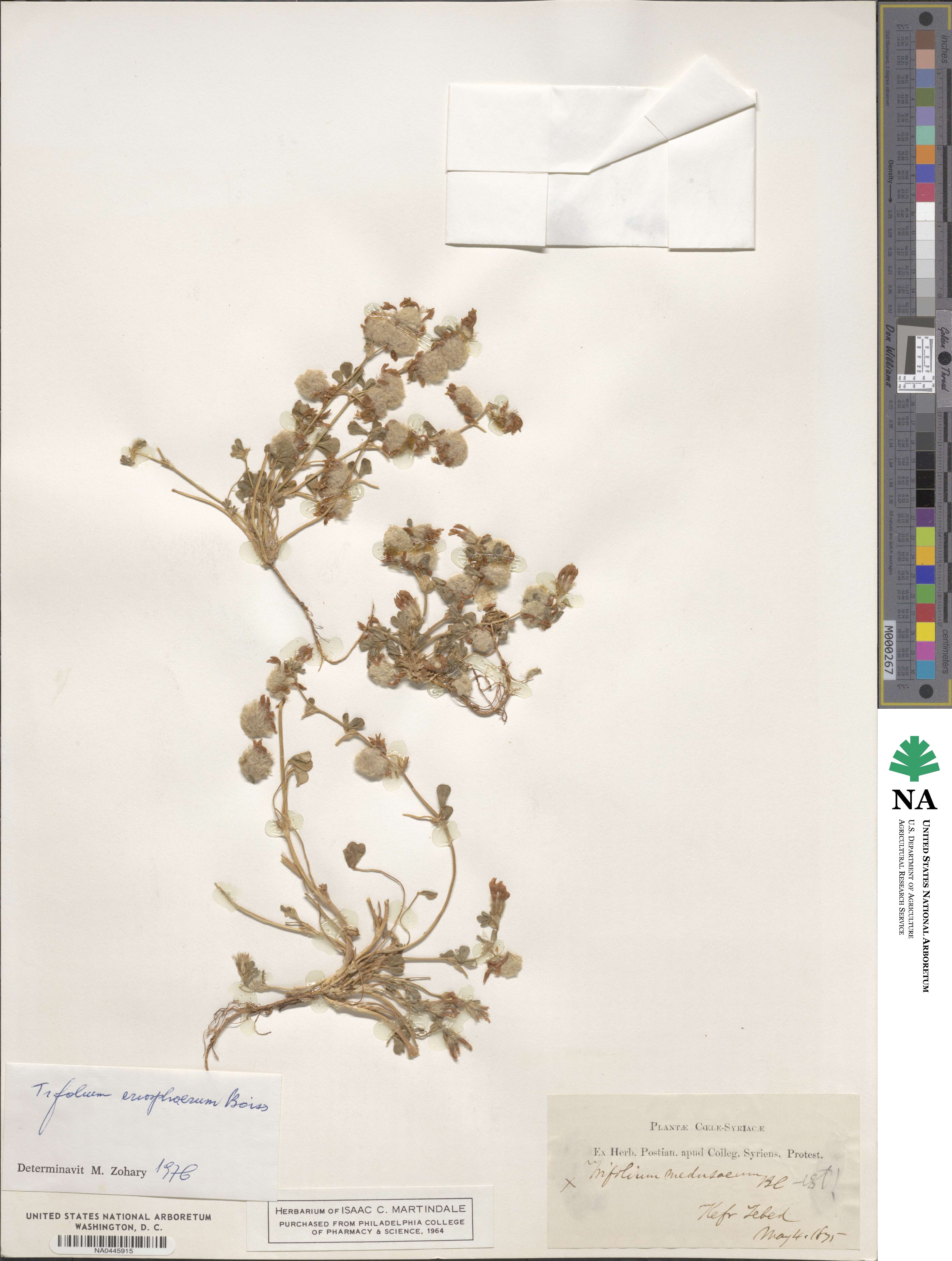 Trifolium eriosphaerum image
