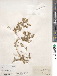 Trifolium eriosphaerum image