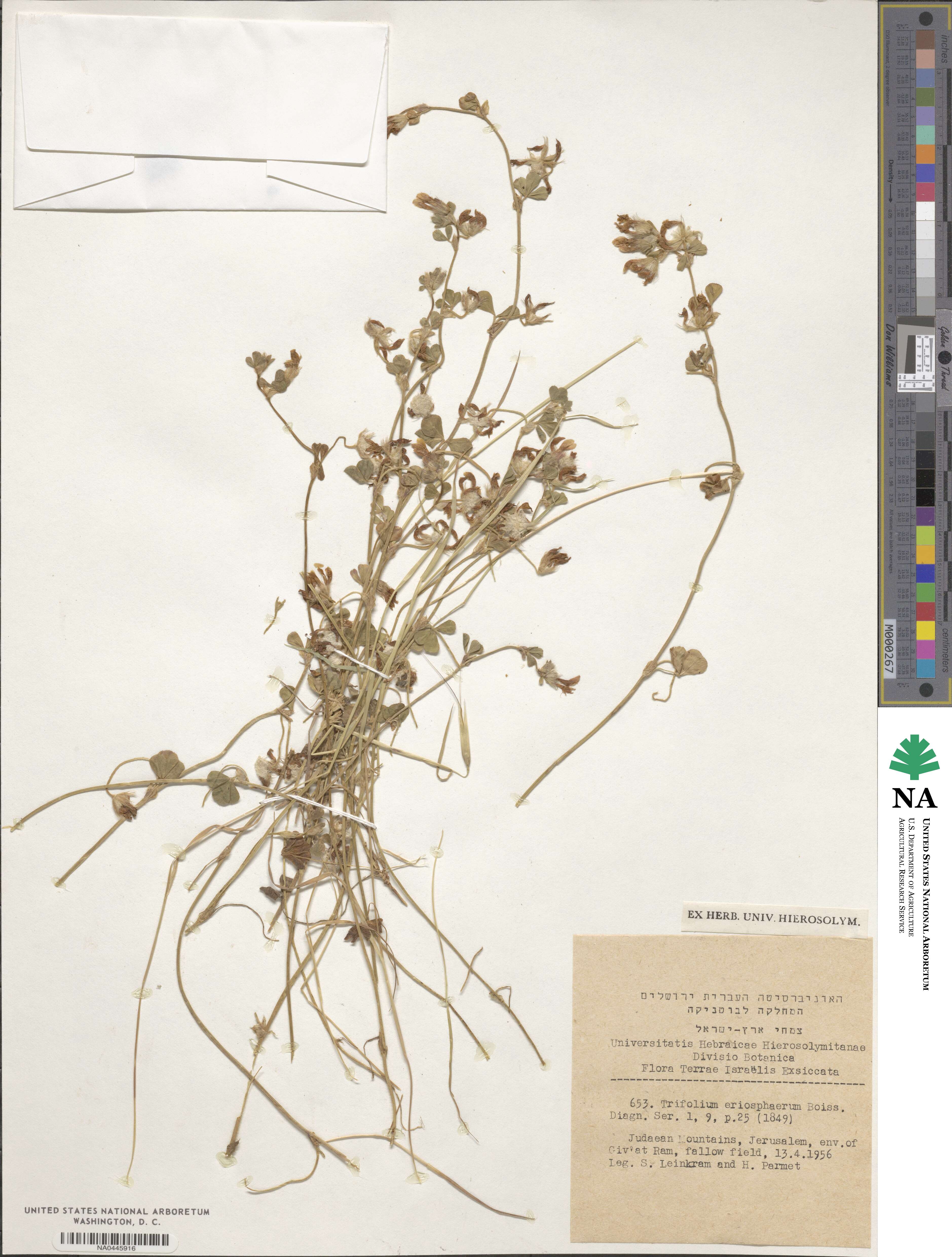 Trifolium eriosphaerum image