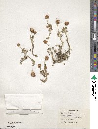 Trifolium fragiferum image