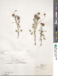 Trifolium fragiferum image